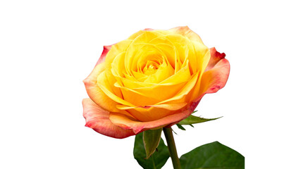 Elegant red daisy on white background isolated on transparent background