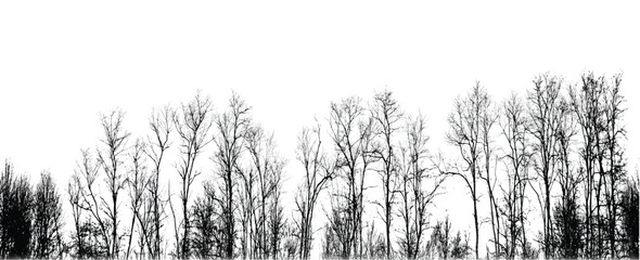 Obraz premium Silhouette of bare trees with branches isolated on white. Black and white vector illustration 