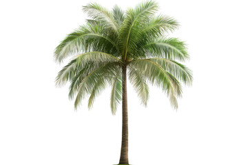 Towering palm tree with swaying fronds creating a serene atmosphere in a tropical paradise under bright sunlight