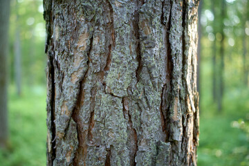 Bark texture detail with blurred green background