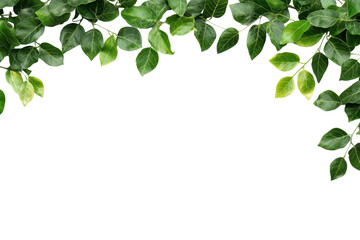 Fototapeta premium Leafy garlands creating a natural border on a blank white background for decoration or design projects