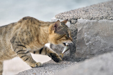 Fototapeta premium Stray cat walking with fish in mouth.