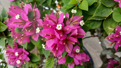 Pink bougainvillea flowers frame on white wall background on sunny day. Play of light and shadow of flowers and leaves on the wall. Summer nature wallpaper. Exotic flora of Tenerife, Canary islands