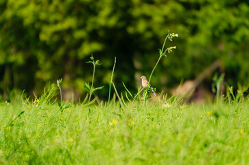 Small Yellowhammer bird perched on wild grass stem in vibrant green meadow. Peaceful spring morning scene, shallow depth of field, low ground perspective, soft light, nature wildlife concept, calm