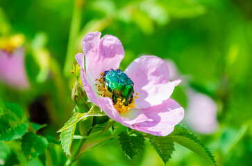 Metallic green European rose chafer resting on pink wild rose in bright sunlight. Macro shot of insect on flower, vivid colors, sunny mood, nature close-up, summer garden, pollination concept