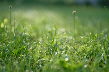 serene and refreshing natural background, perfect for evoking feelings of tranquility and peace