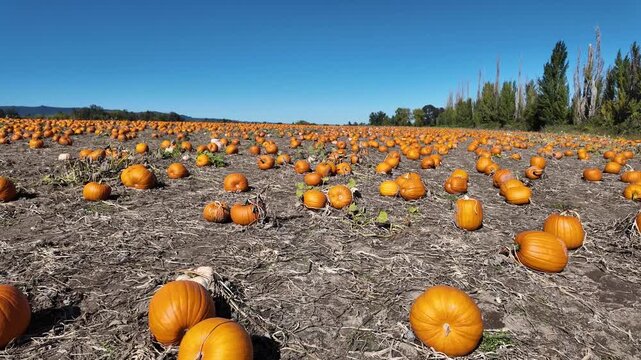 4K smooth video walking through a wide pumpkin patch field at Sauvie Island in Portland Oregon, showing countless bright orange pumpkins under a clear blue sky, captured during  autumn harvest season