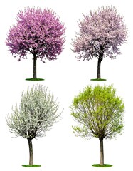 Four springtime trees in various bloom stages