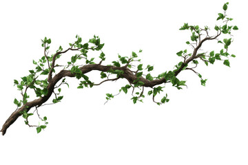 Long twisted jungle branch with green leaves isolated on a transparent background showcases nature's unique design and complex beauty
