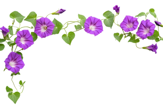 Vibrant morning glory vines frame a blank space with their colorful blooms, creating a cheerful and inviting atmosphere suitable for any design project