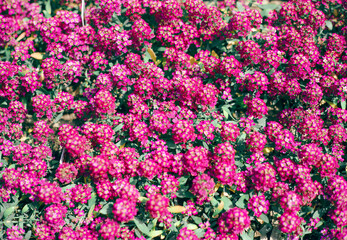 A vivid display of pink flowers densely covers the ground, creating a lush and colorful carpet. The flowers are surrounded by green foliage, enhancing the vibrant scene.
