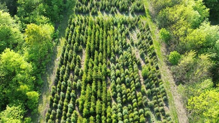 Forest restoration site with sapling growth