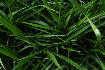 Sharp blades of bright green grass create a dense natural background texture in a field.