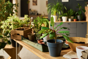 Potted houseplants arranged on wooden table in modern indoor setting, various green foliage plants...