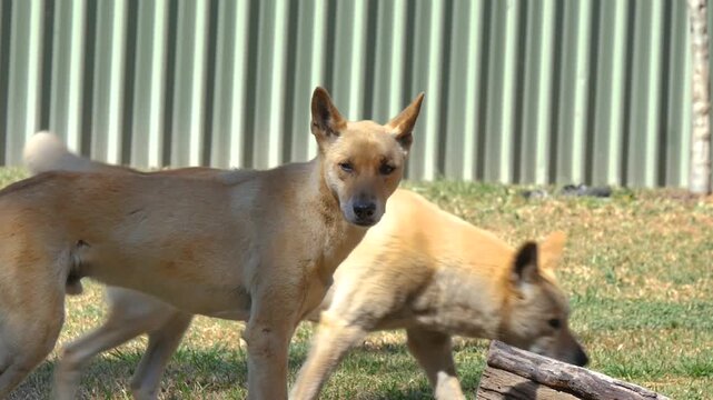 Brown dingoes walking around enclosure