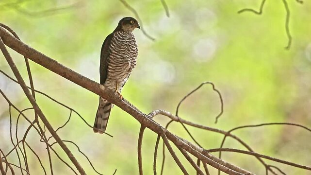 Male Sparrowhawk is perched on a tree,