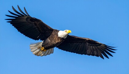Naklejka premium Bald Eagle with Open Wings Flying in Blue Sky for Premium Bird Object and Wildlife Concept