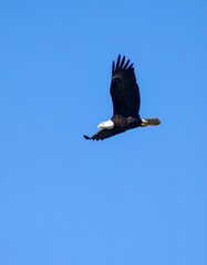 Bald Eagle with Open Wings Flying in Blue Sky for Premium Bird Object and Wildlife Concept