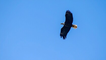 Bald Eagle with Open Wings Flying in Blue Sky for Premium Bird Object and Wildlife Concept