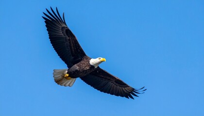 Bald Eagle with Open Wings Flying in Blue Sky for Premium Bird Object and Wildlife Concept