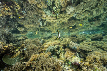 Reflection pf a coral reef on the surface with juvenile batfish, Platax teira, Raja Ampat