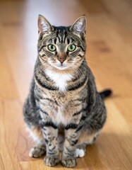 Beautiful Domestic Cat with Green Eyes Sitting on Wooden Floor in Natural Light for Pet Animal Object and Feline Concept