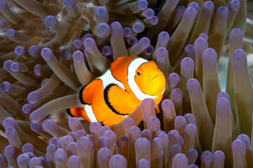 False clown anemonefish, Amphiprion ocellaris, Raja Ampat Indonesia