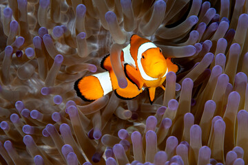 False clown anemonefish, Amphiprion ocellaris, Raja Ampat Indonesia