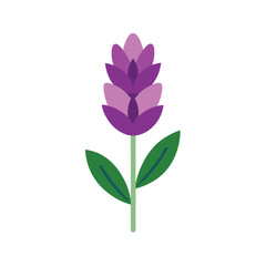 Simple flat design illustration of a purple lavender flower with green leaves