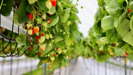 Ripe and unripe strawberries hanging from vines in a modern hydroponic greenhouse or vertical farm, showcasing sustainable and intensive farming.