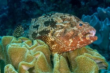 Brown marbled grouper, Epinephelus fuscoguttatus, hiding on a soft coral, Raja Ampat Indonesia.