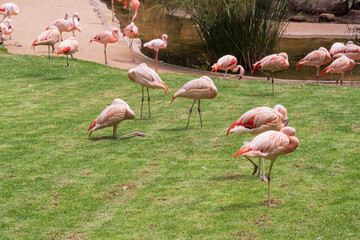 Flock of pink flamingos by the pond surrounded by tropical plants and bright green grass. Beautiful exotic birds resting, feeding, and standing on one leg in sunlight, wildlife background.