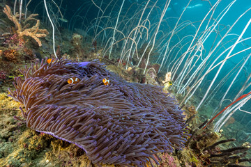False clown anemonefishes, Amphiprion ocellaris, between wire corals Raja Ampat Indonesia