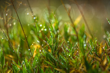 green grass with dew drops