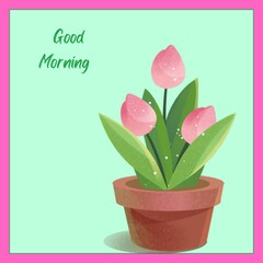 pink tulips in a pot