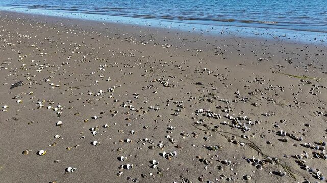 4K smooth video of sandy beach covered with many small white clam shells along the Columbia River on Sauvie Island in Portland Oregon, USA, captured on a sunny clear autumn day, with blue fall sky  