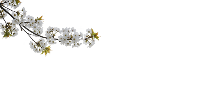 Illustration of Cherry Blossoms Isolated Transparent Background with Green Leaves - Powered by Adobe