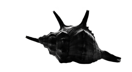 Isolated Black Shell 3d Realistic Image Black Background