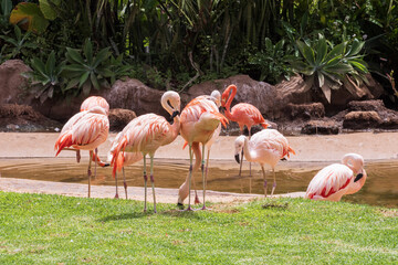 Flock of pink flamingos by the pond surrounded by tropical plants and bright green grass. Beautiful exotic birds resting, feeding, and standing on one leg in sunlight, wildlife background.