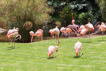 Flock of pink flamingos by the pond surrounded by tropical plants and bright green grass. Beautiful exotic birds resting, feeding, and standing on one leg in sunlight, wildlife background.