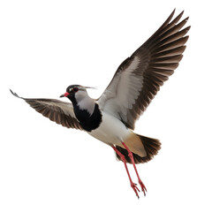 Obraz premium A flying Southern Lapwing with a black and white body, pink legs, and large wings spread wide. The bird is isolated on a transparent background.