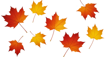 Autumn Maple Leaves Realistic Isolated Transparent PNG