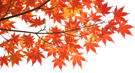 Autumn Maple Leaves Transparent Background Illustration