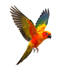 Obraz premium A vibrant sun conure parrot in flight. The bird displays bright orange, yellow, and green feathers. It has a black beak and expressive eyes, showcasing its beauty against a transparent background.