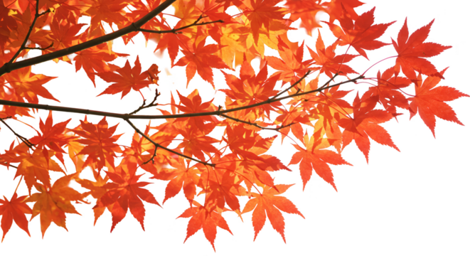 Autumn Maple Leaves Transparent Background Illustration - Powered by Adobe
