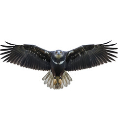 Obraz premium A majestic black and white hawk in mid-flight with wings fully spread. The bird displays sharp talons and a keen gaze, isolated on a transparent background.