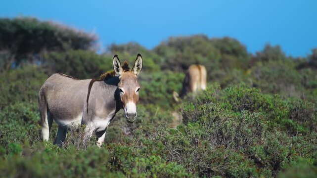 Footage of two donkeys grazing on shrubs and grass on a hillside under a clear blue sky. The donkeys are in their natural habitat, surrounded by green vegetation. This scene evokes a sense of tranquil
