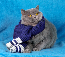 A charming blue British Shorthair cat wearing a warm scarf against a blue background. Winter concept