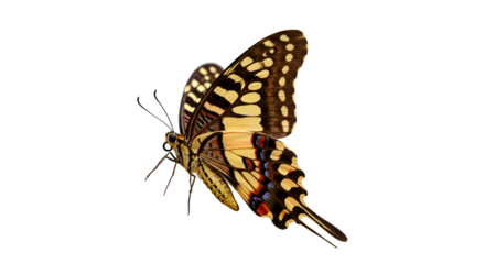 Isolated Colorful Butterfly Wing Pattern Realistic Insect Photo