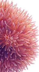 Isolated Coral Texture Realistic Macro Detail Peach Color